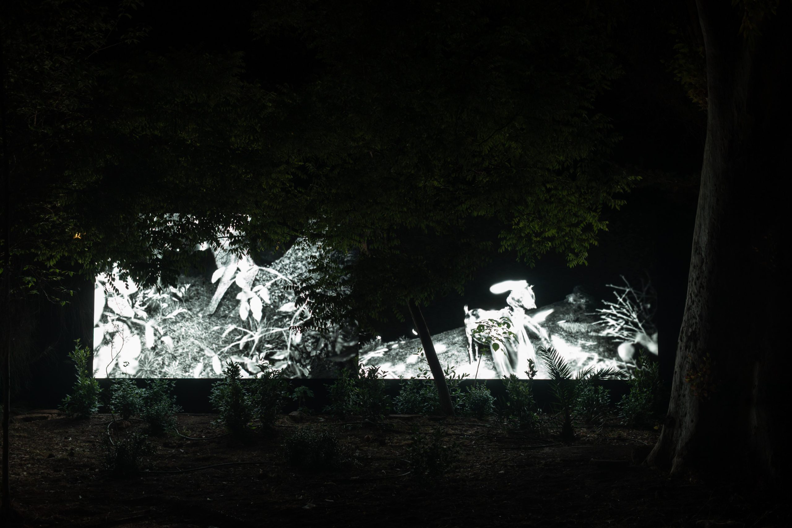 Aias Kokkalis - Ares Awakening - A large, illuminated screen displays a black-and-white CGI image of plants and foliage in a dark outdoor setting, surrounded by trees and vegetation at night.